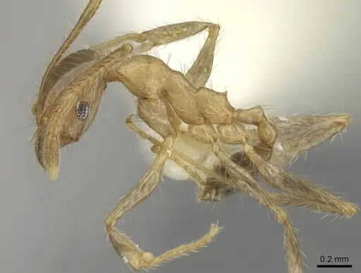 Pheidole oceanica - CASENT0919933