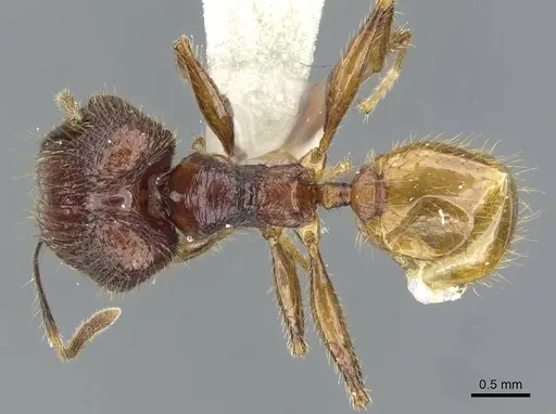 Pheidole ochracea specimen