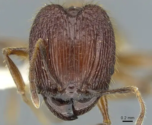 Pheidole ochracea specimen