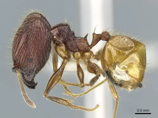Pheidole ochracea specimen