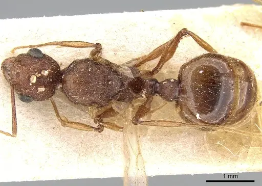 Pheidole oculata specimen