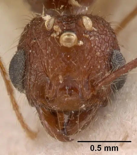 Pheidole oculata specimen
