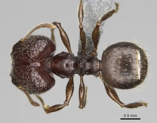 Pheidole ocypodea specimen