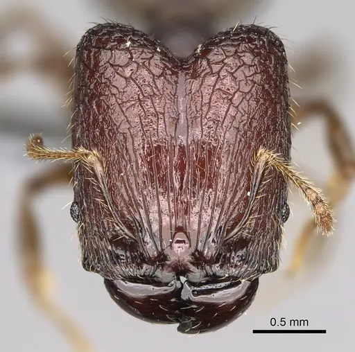 Pheidole ocypodea specimen