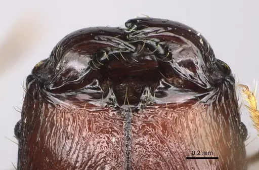 Pheidole ocypodea specimen