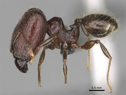 Pheidole ocypodea - CASENT0304390