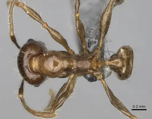 Pheidole ocypodea - CASENT0923220