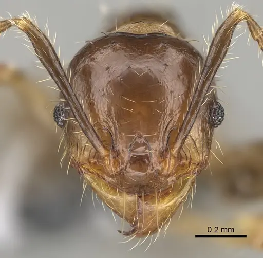 Pheidole ocypodea - CASENT0923220
