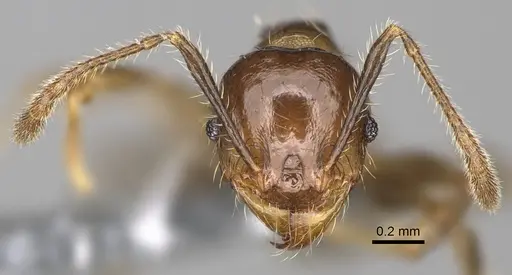 Pheidole ocypodea - CASENT0923220