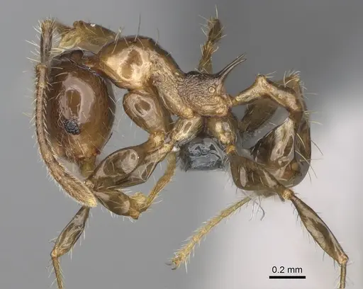 Pheidole ocypodea - CASENT0923220