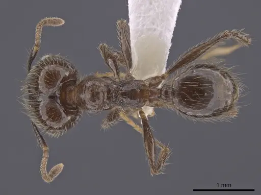 Pheidole oliveirai specimen