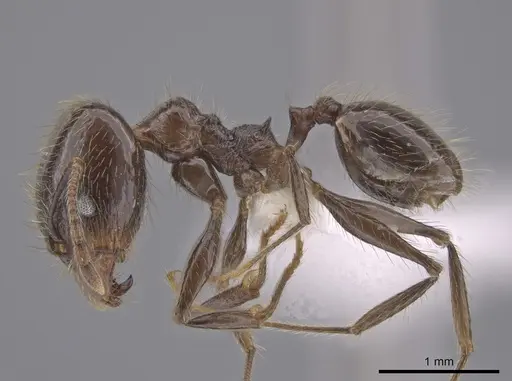 Pheidole oliveirai specimen