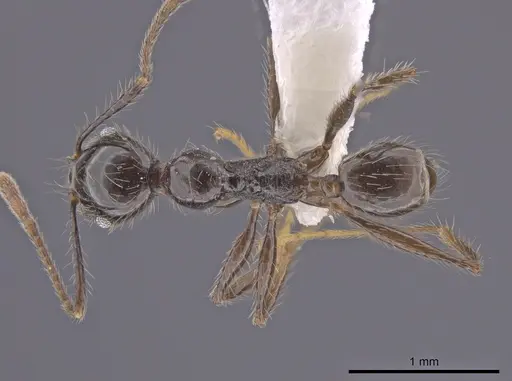 Pheidole oliveirai - CASENT0643897