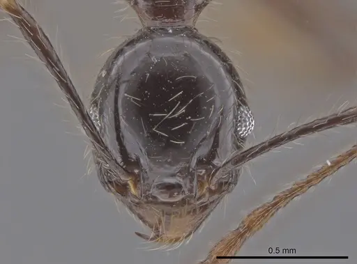 Pheidole oliveirai - CASENT0643897