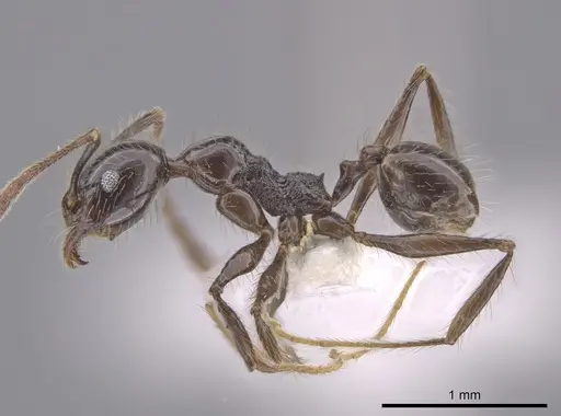 Pheidole oliveirai - CASENT0643897