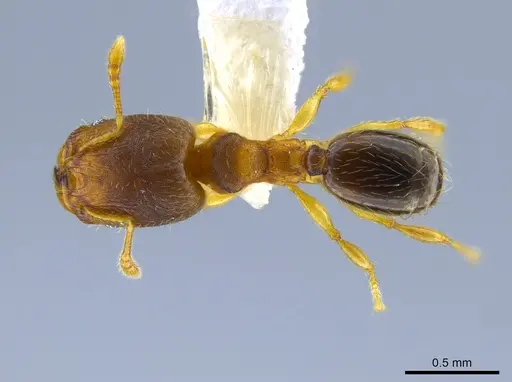 Pheidole olsoni specimen