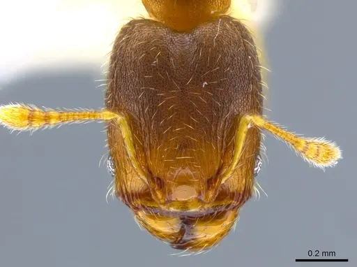Pheidole olsoni specimen