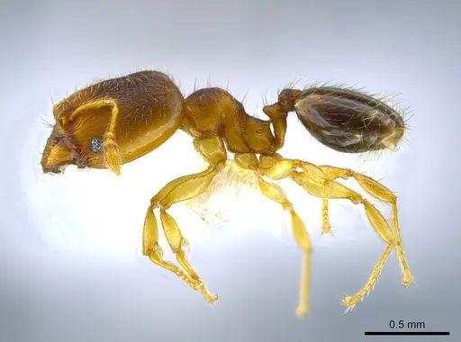 Pheidole olsoni specimen