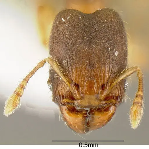 Pheidole olsoni - INB0003211782