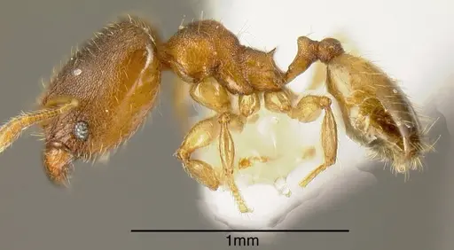 Pheidole olsoni - INB0003211782