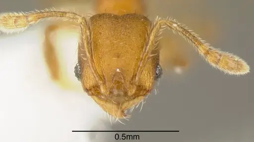 Pheidole olsoni - INB0003213400