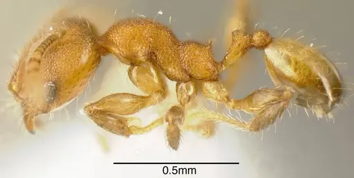 Pheidole olsoni - INB0003213400