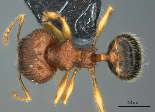 Pheidole onifera specimen