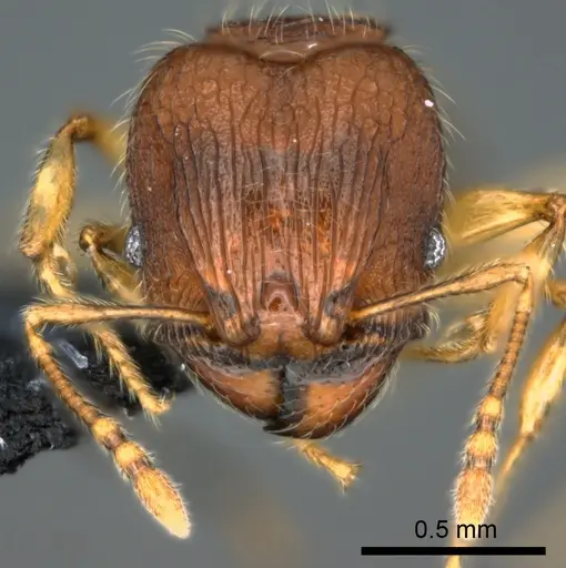 Pheidole onifera specimen