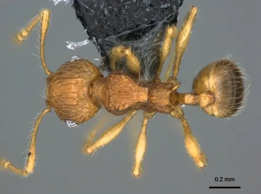 Pheidole onifera - CASENT0185425