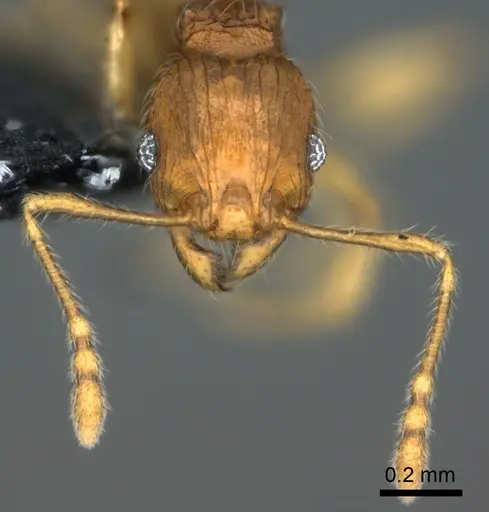 Pheidole onifera - CASENT0185425