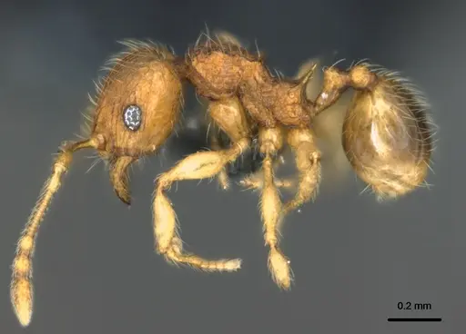 Pheidole onifera - CASENT0185425