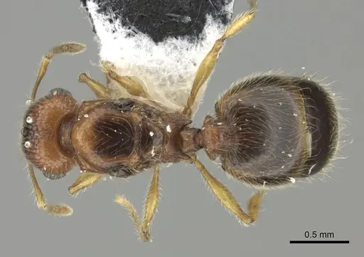 Pheidole onifera - CASENT0185461