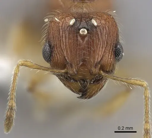 Pheidole onifera - CASENT0185461