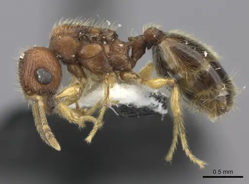 Pheidole onifera - CASENT0185461