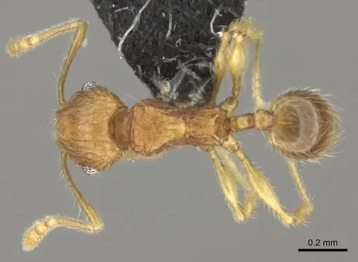 Pheidole onifera - CASENT0185477