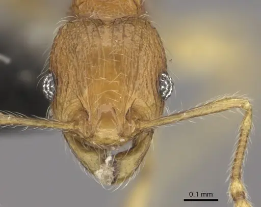 Pheidole onifera - CASENT0185477