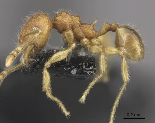 Pheidole onifera - CASENT0185477