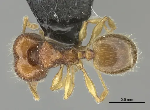 Pheidole onifera - CASENT0185541