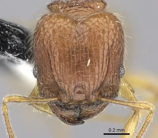 Pheidole onifera - CASENT0185541