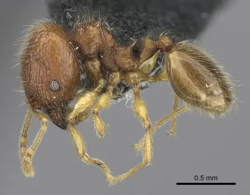 Pheidole onifera - CASENT0185541
