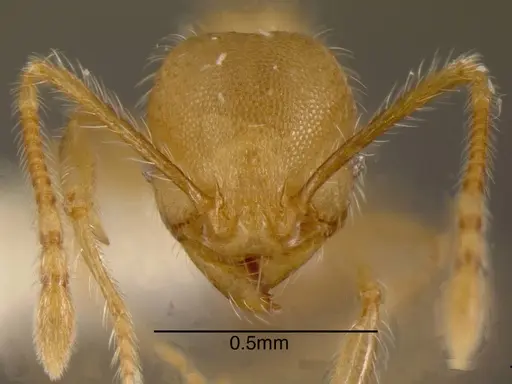 Pheidole onyx specimen