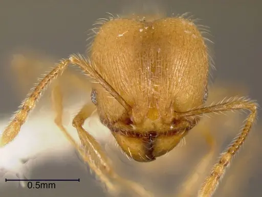 Pheidole onyx - INBIOCRI002281490