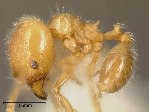 Pheidole onyx - INBIOCRI002281490