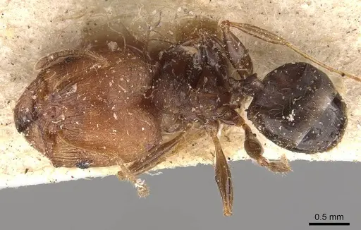 Pheidole opaciventris specimen