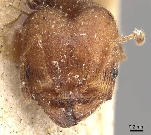 Pheidole opaciventris specimen