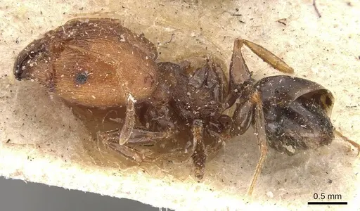 Pheidole opaciventris specimen