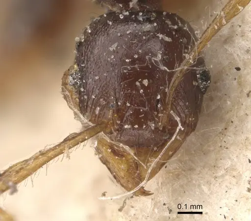 Pheidole opaciventris - CASENT0908048
