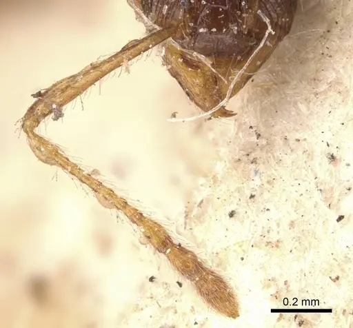 Pheidole opaciventris - CASENT0908048