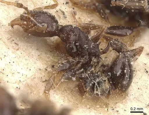 Pheidole opaciventris - CASENT0908048