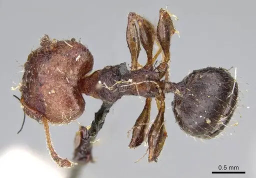 Pheidole opaciventris - CASENT0919758